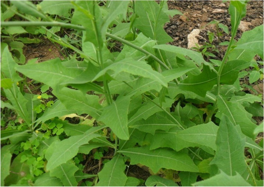 Article : Diabète : ces plantes candidates au traitement